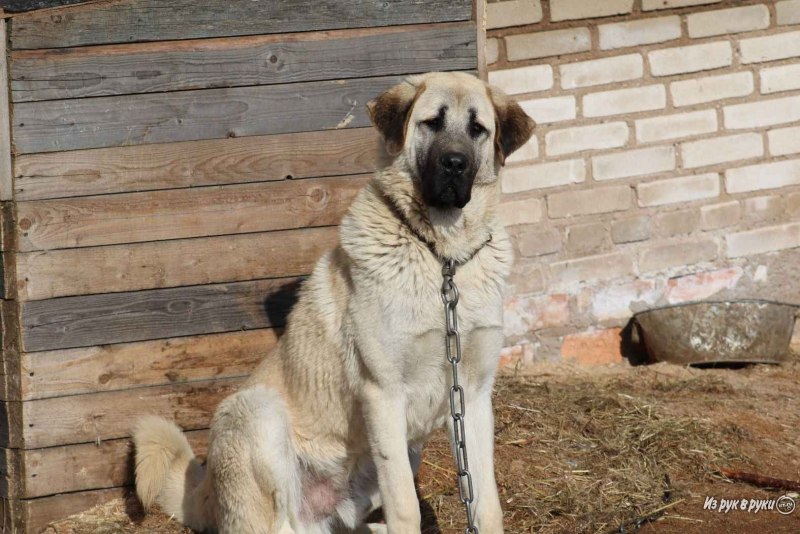Анатолийская овчарка (турецкий кангал, Карабаш) Anatolian Shepherd Dog