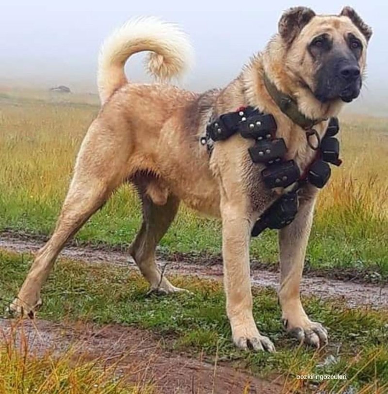 Kangal Shepherd Dog