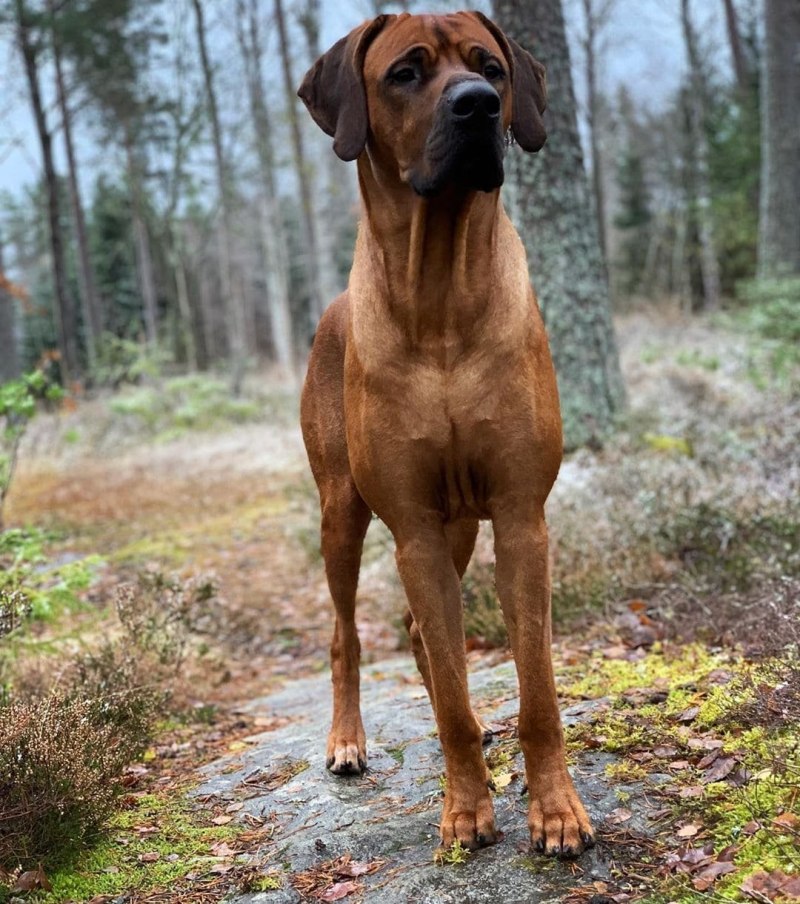 Rhodesian Ridgeback face