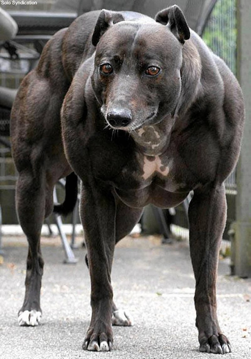 Собака без мышц