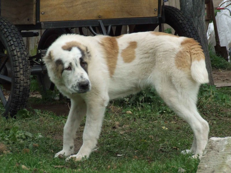 Алабай и щенки алабая