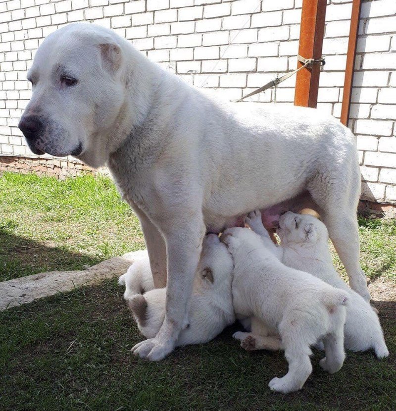 Продаются щенки алабая