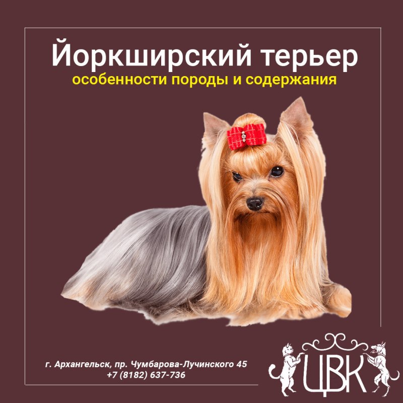 Йоркширский терьер в квартире