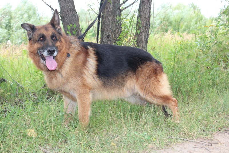 Хердер Макс