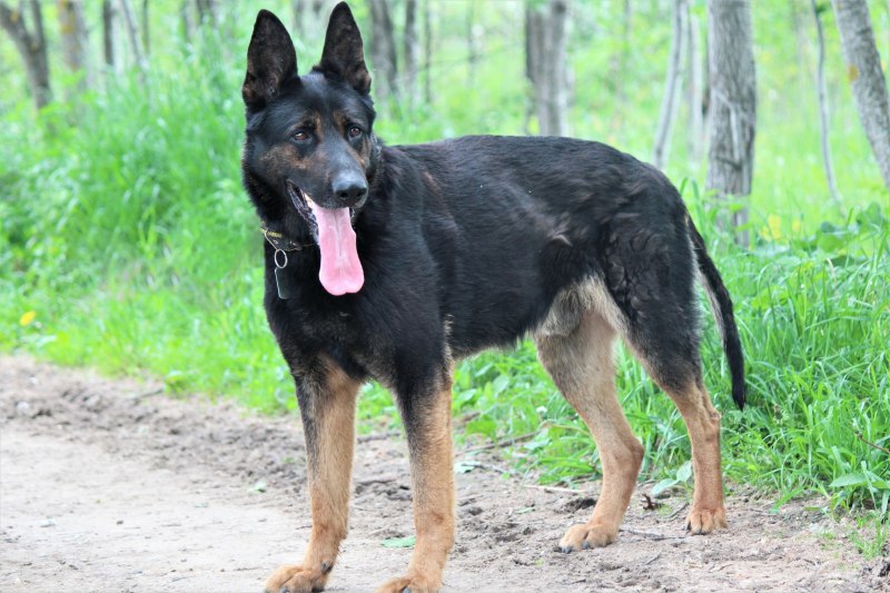 Pin on Perros pastor alemán German sheperd dogs, German shepherd funny, German s