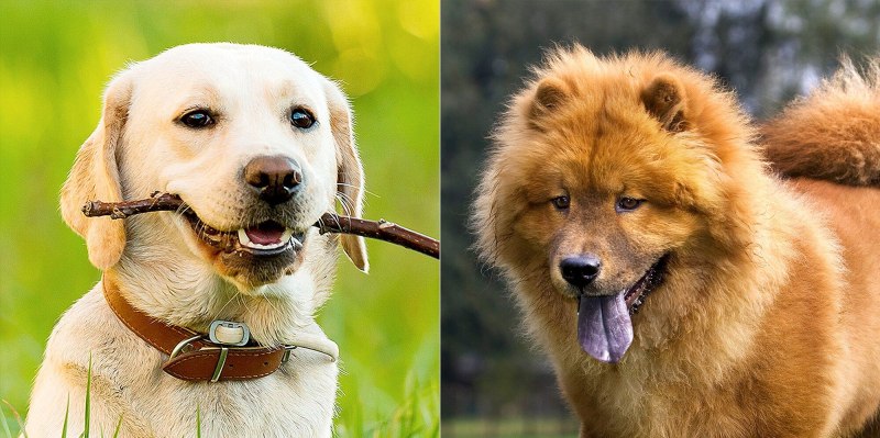 Mutt порода собак