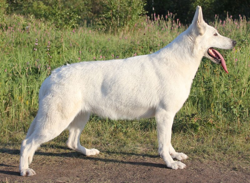 Южнорусская овчарка