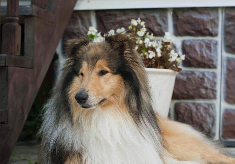 Шотландская колли