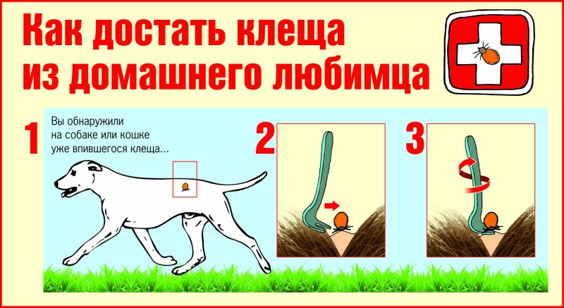 Пироплазмоз слизистые