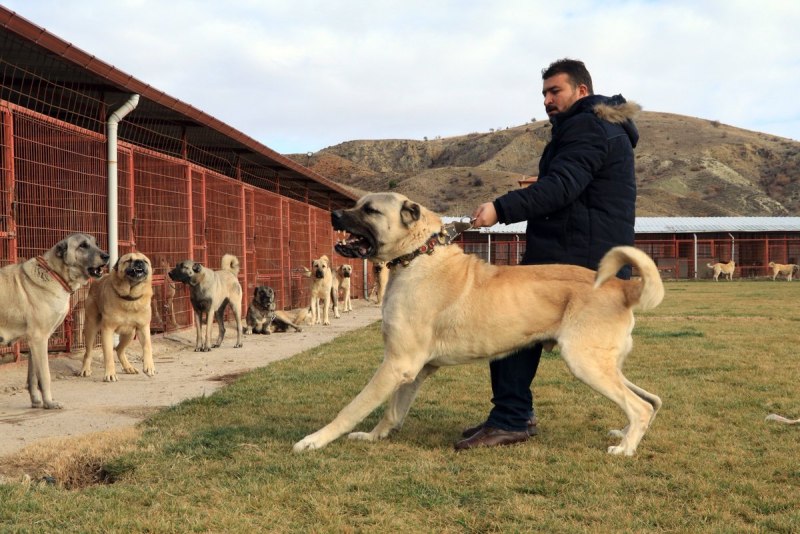 Турецкий кангал