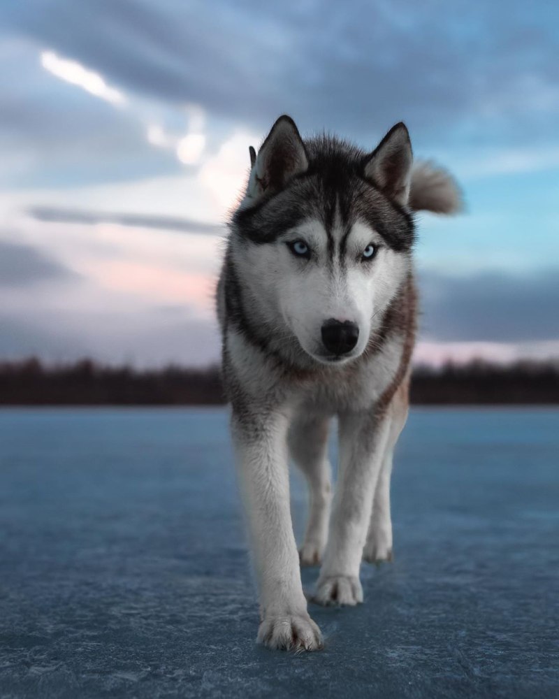 Пес Sky