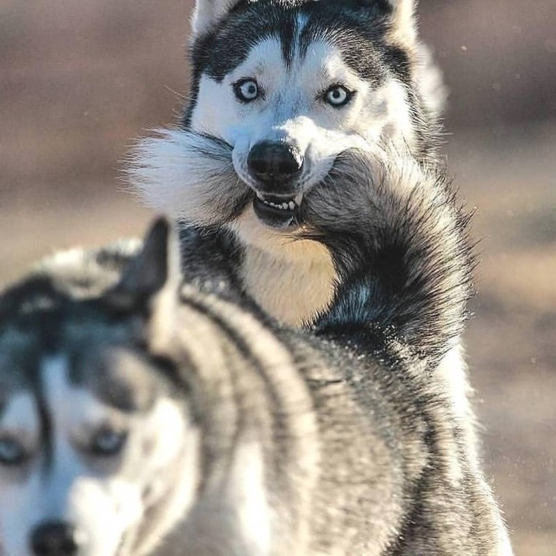 Смешная лайка