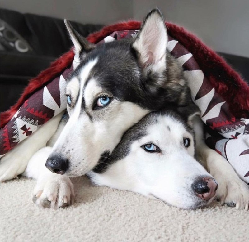 Husky 2 Ice