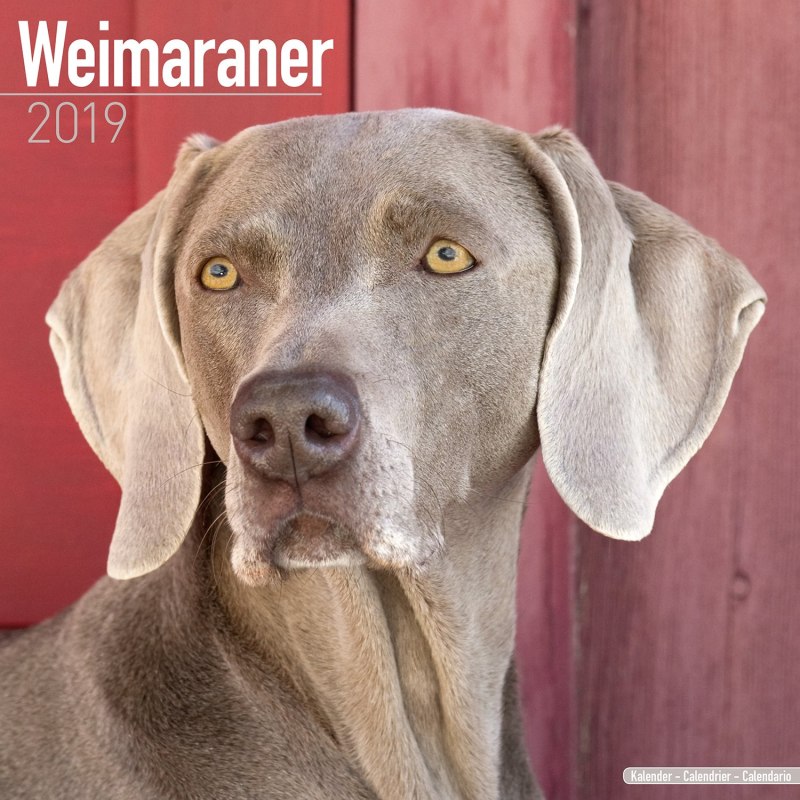 Weimaraner коричневый