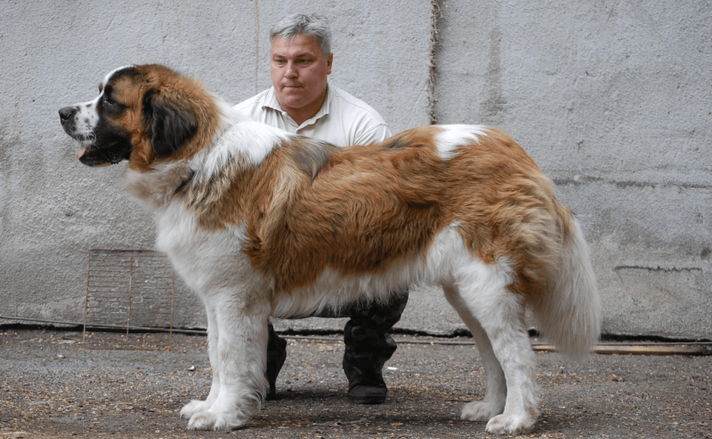 Горная Кавказская овчарка