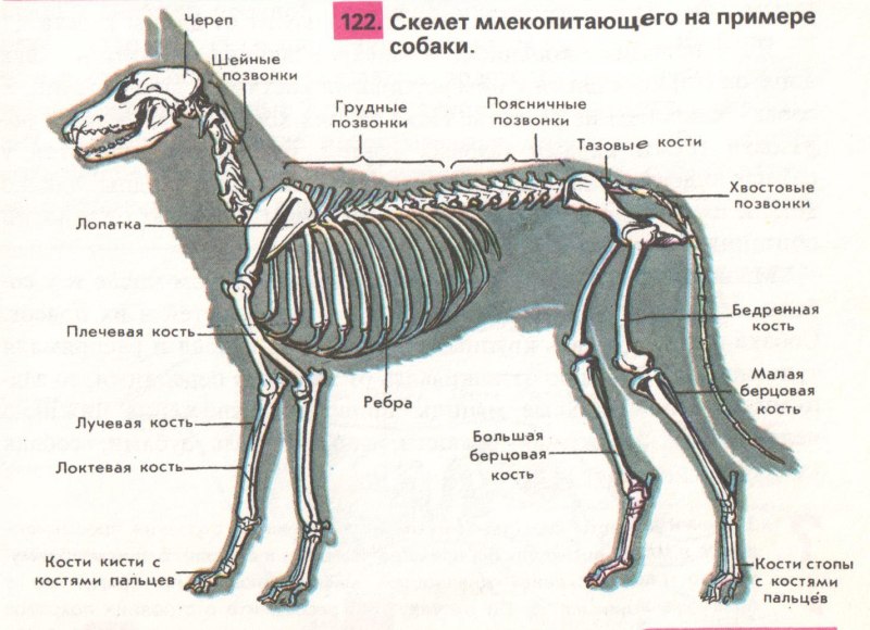 Рисунок скелета млекопитающего 7 класс