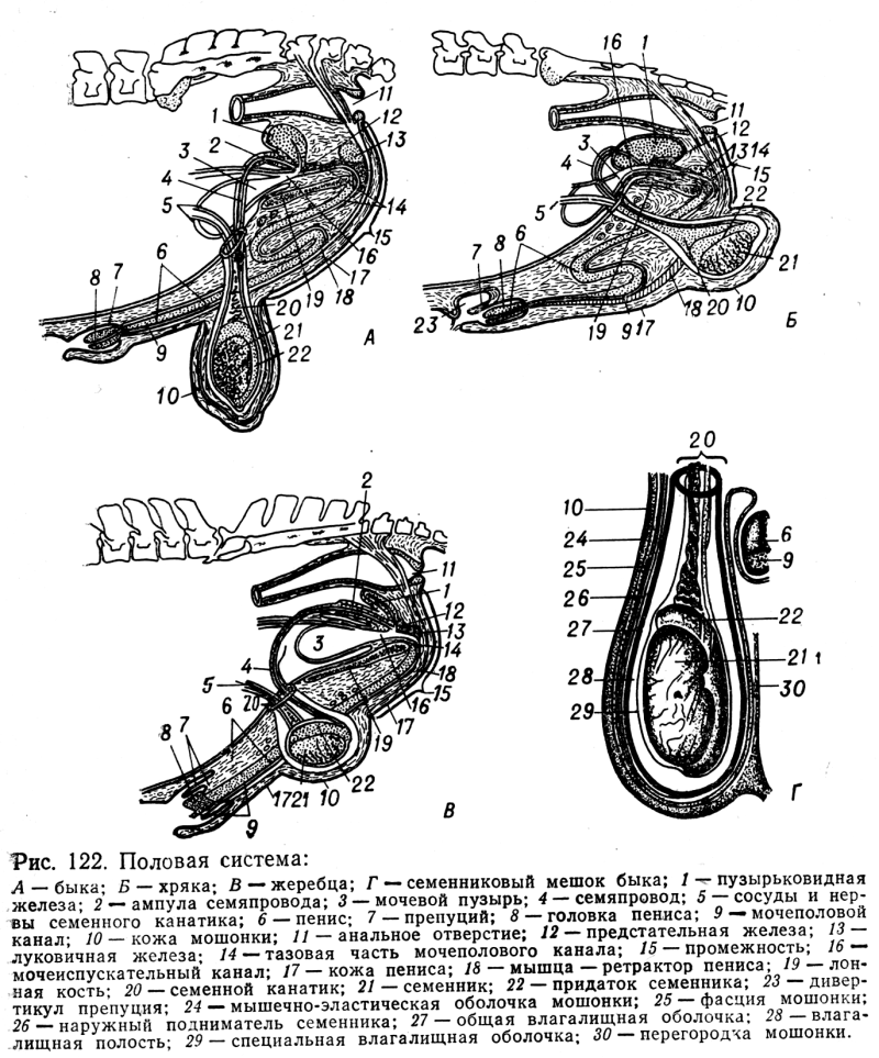 Анатомия половых желез. Половая система самцов КРС. Анатомия половых органов хряка. Половая система самцов быка.