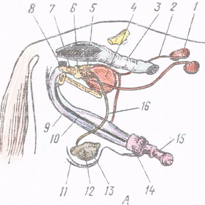 Семенник кобеля. Семенник хряка анатомия. Анатомия репродуктивной системы коровы.