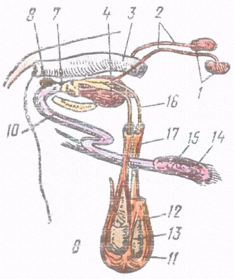 Половые органы мочевой системы. Строение мочеполовой системы кобеля. Мочеполовая система жеребца анатомия. Строение мочеполовой системы у собак. Мочевыделительная система собаки строение.