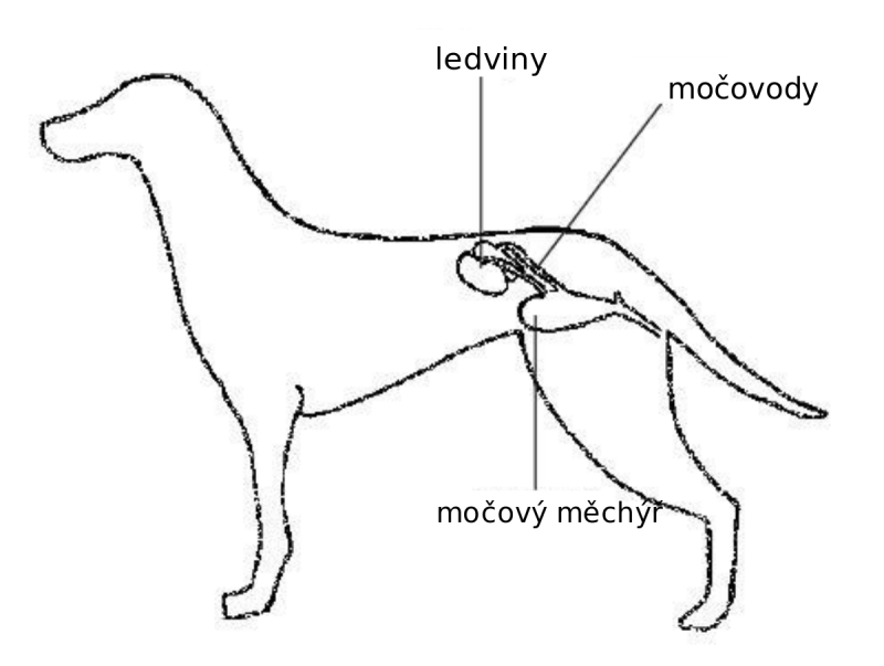 Мочеполовая система кобеля. Выделительная система собаки схема. Мочеполовая система собаки кобель. Мочевой пузырь собаки анатомия. Рисунок мочеполовой системы у собаки.