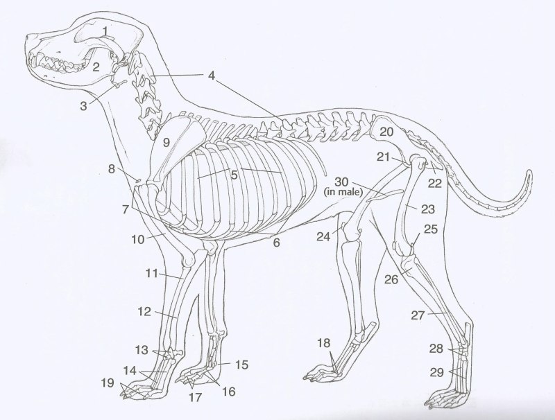 Схема строения собаки