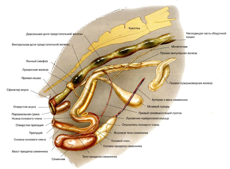 Что внутри полового члена. Строение внутренних органов морской свинки. Анатомическое строение морской свинки. Строение морской свинки самки. Строение морской свинки анатомия самца.