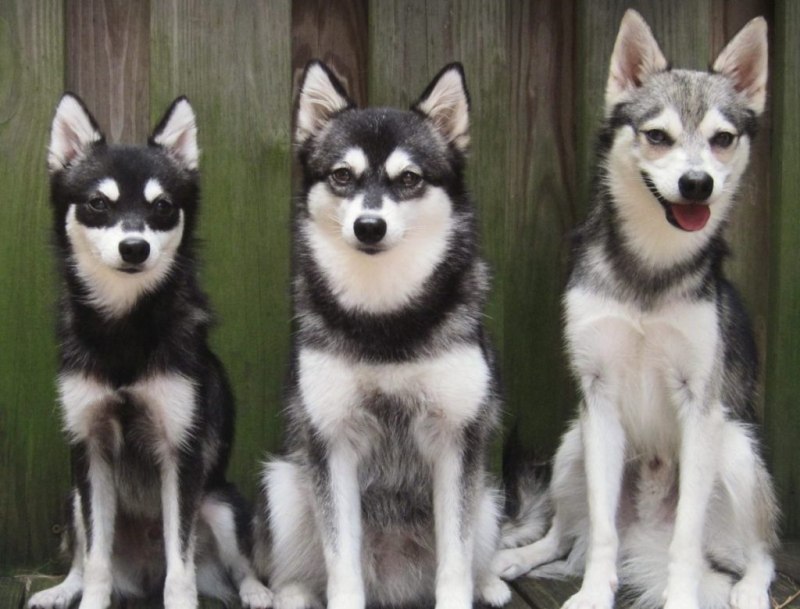 8 собак, которые напоминают хаски