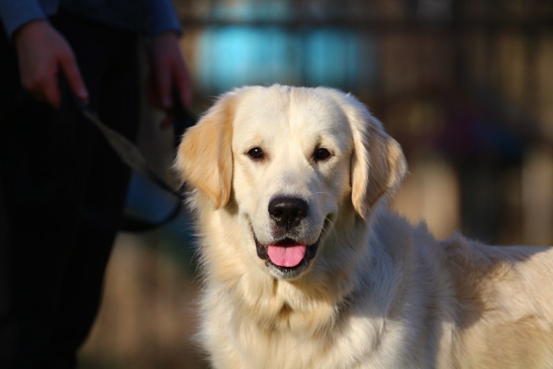 Лабрадор Golden Retriever