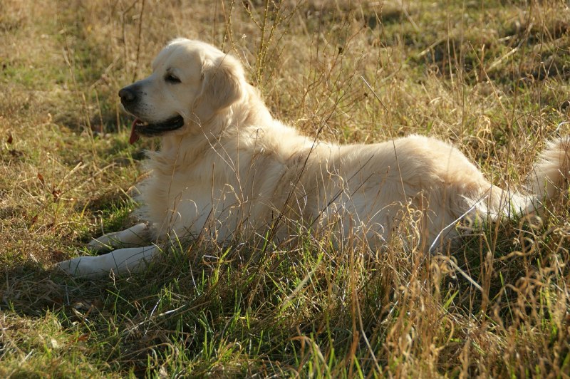 Golden ретривер