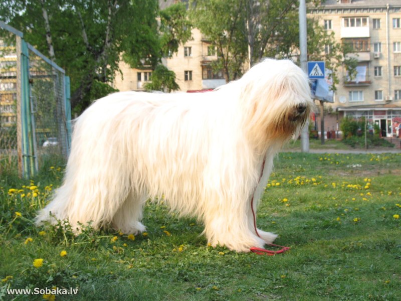 Японский шпиц