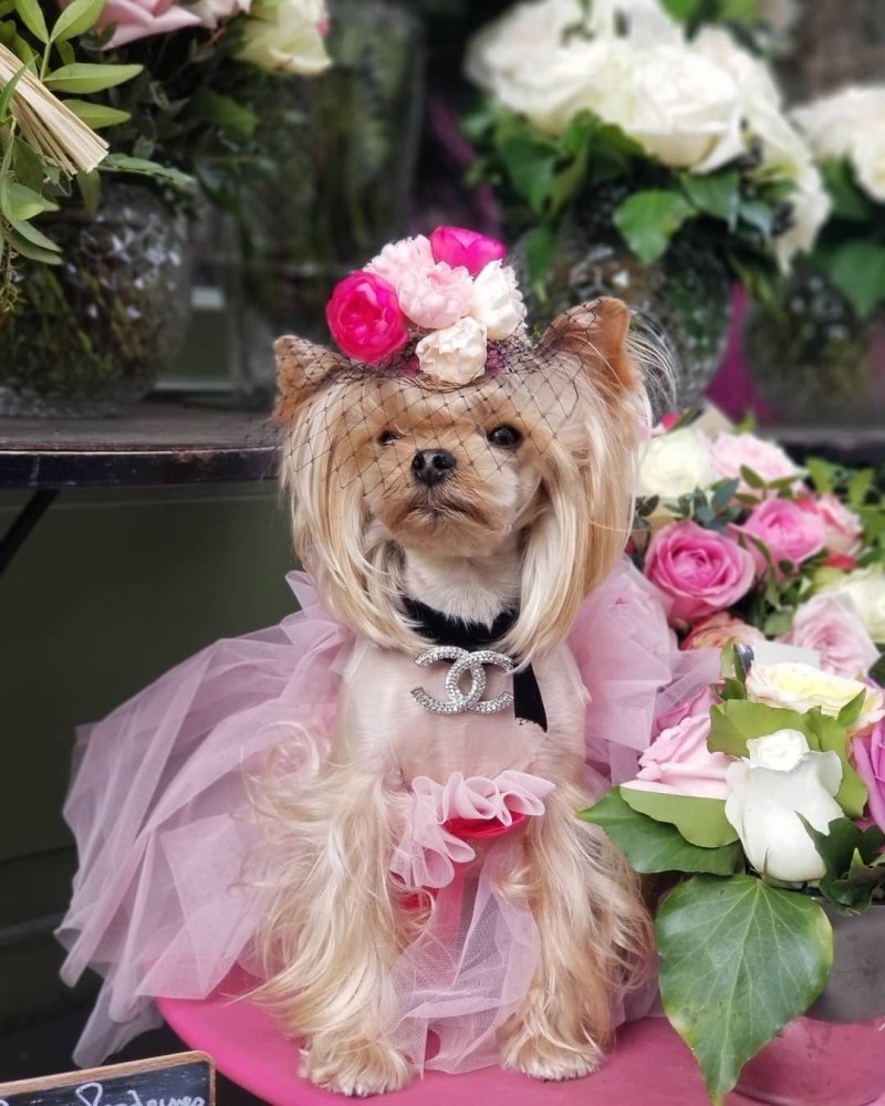 Pet Baronet одежда для собак