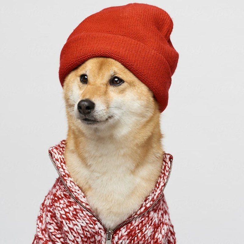 Сиба ину в шапочке