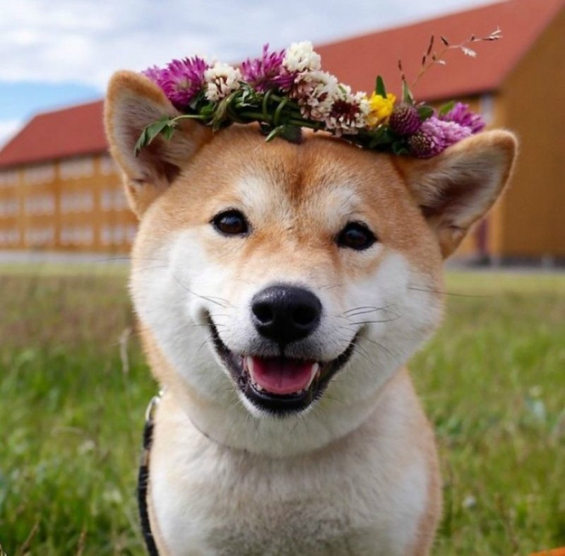 Сиба ину собака самураев