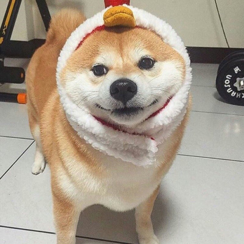 Сиба ину Феня