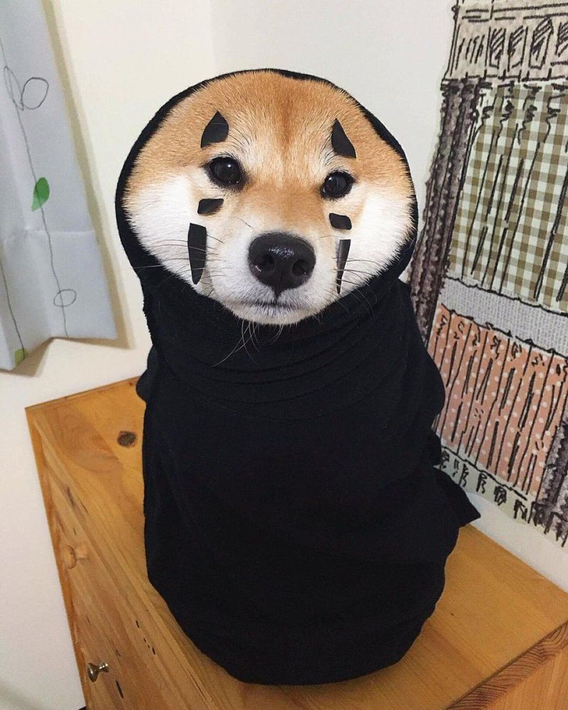 Шиба ину Безликий