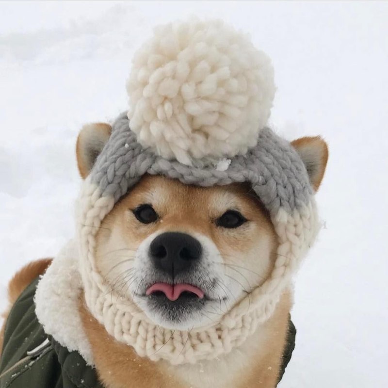 Шиба ину в шапке