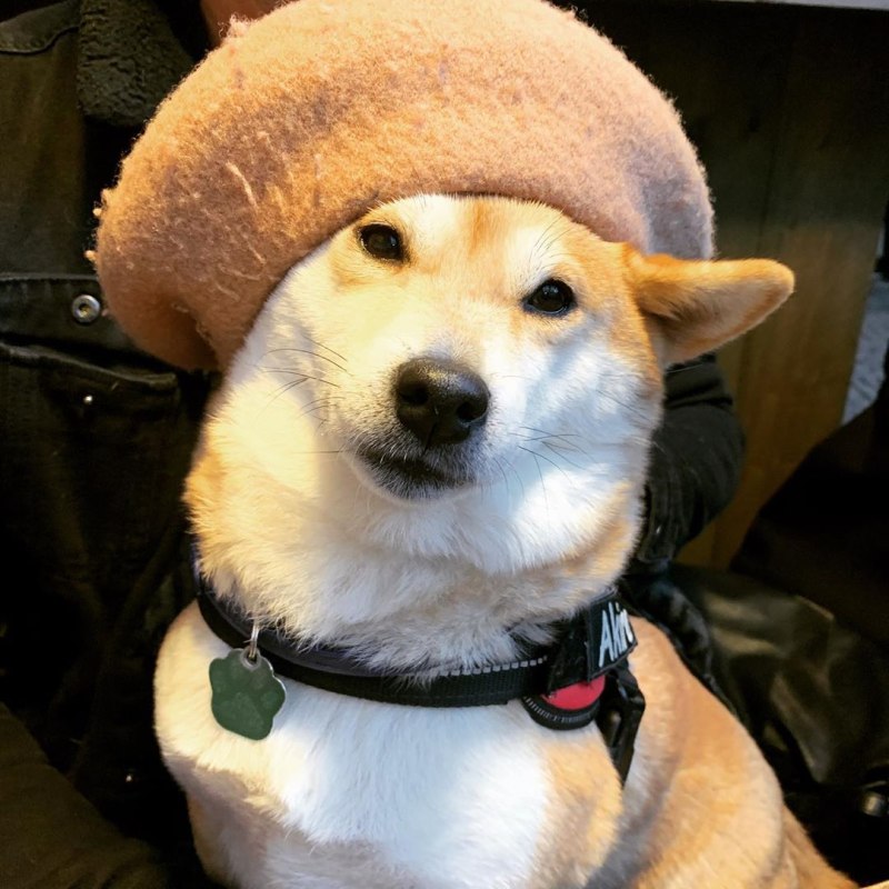Сиба ину в шапке