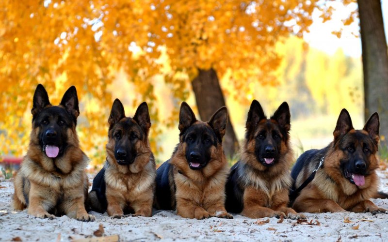 German Shepherd немецкая овчарка