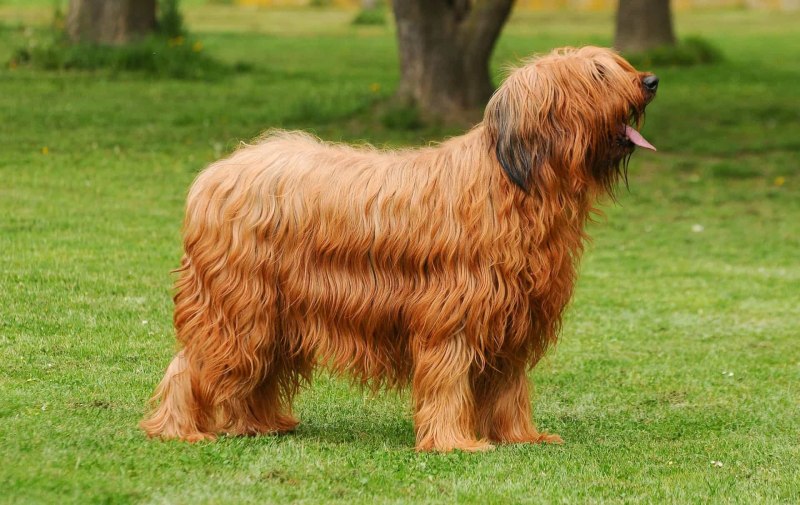 Briar собака
