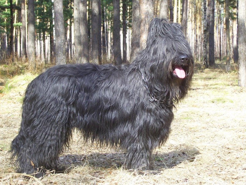 Бриар с человеком