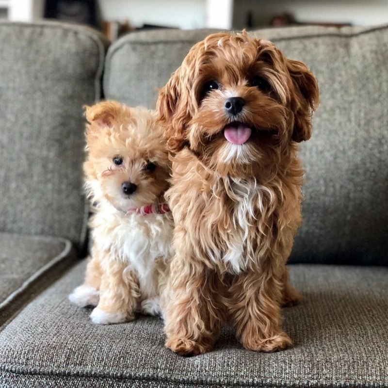 Cavapoo Puppy