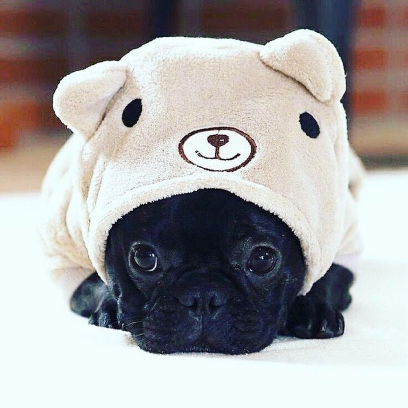 Собака Мопс