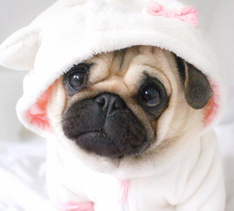Pug Мопс