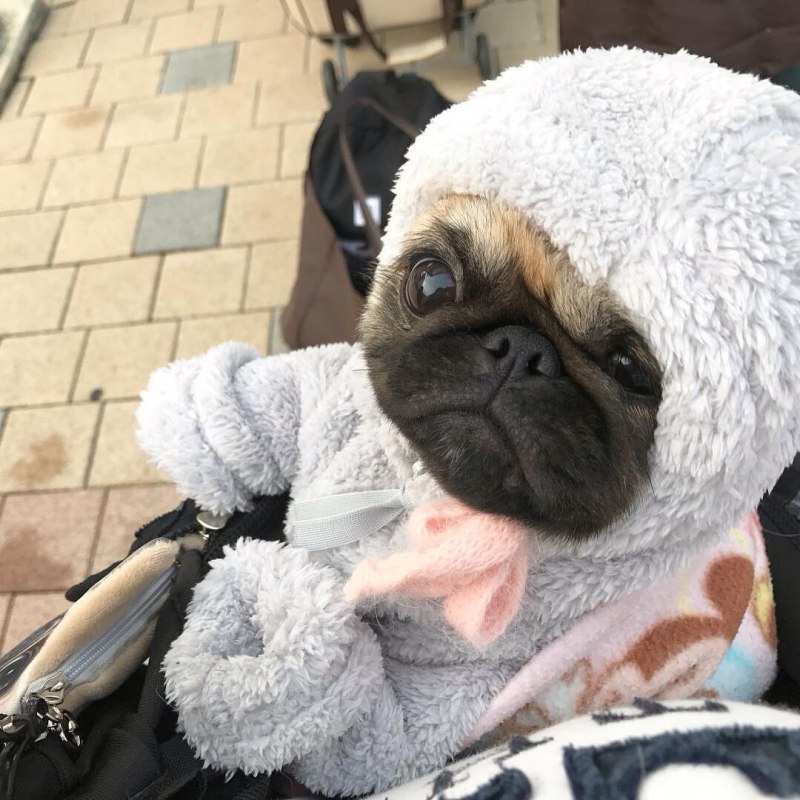 Мопс Teacup