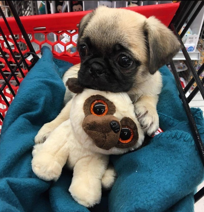 Pug Мопс