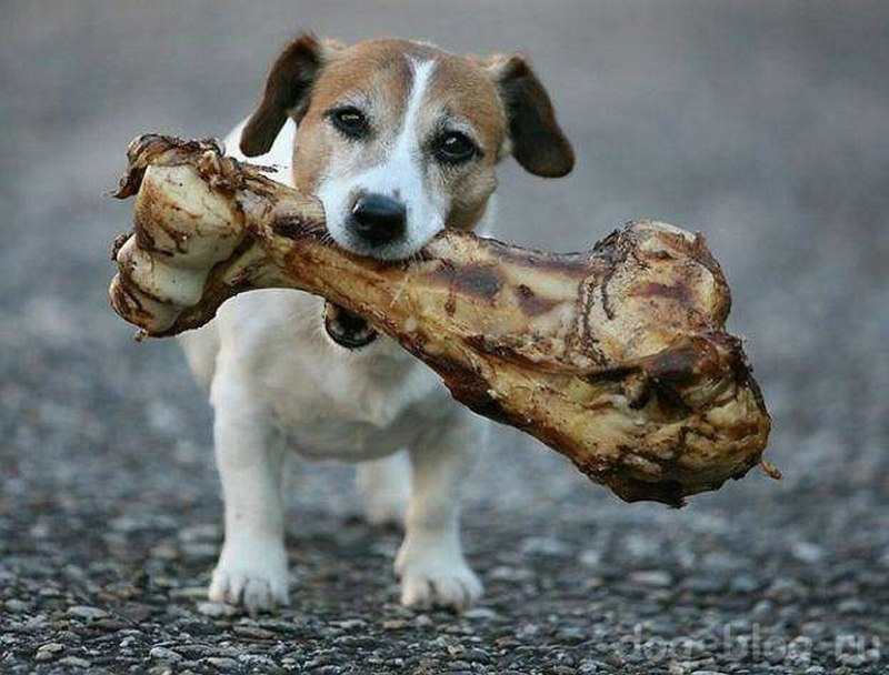 Бешеная собака с костью
