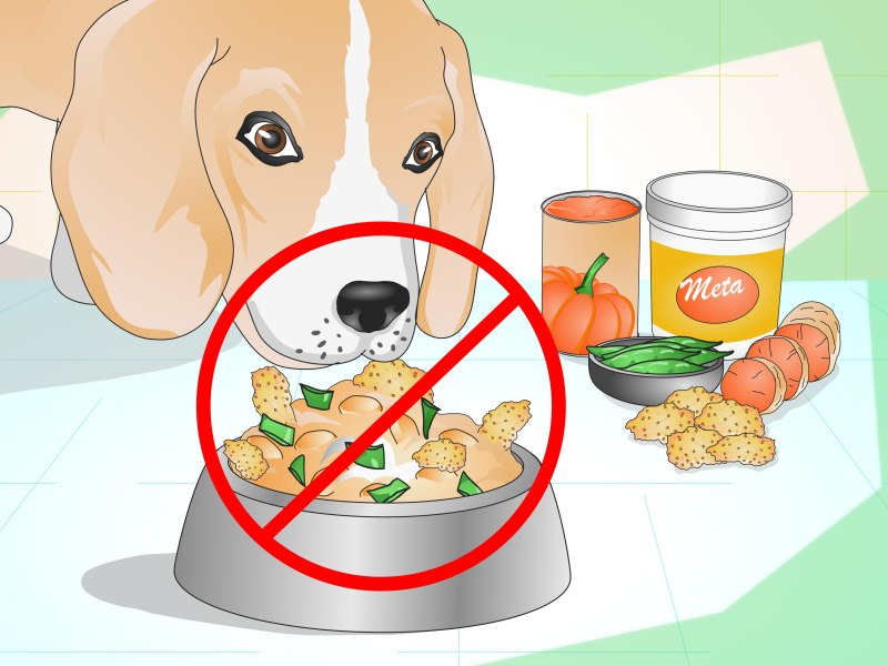 Вредные продукты для собак