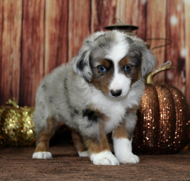 Порода мини Australian Shepherd