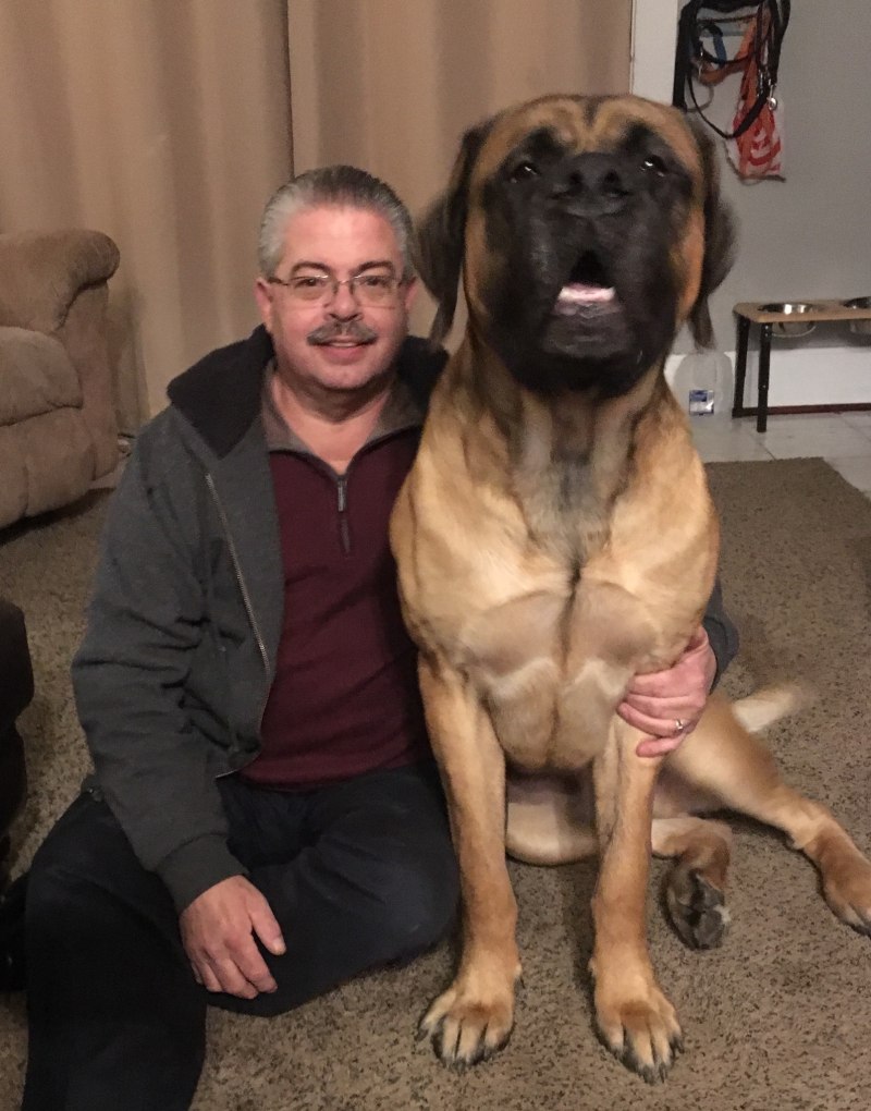 Английский мастиф Зевс