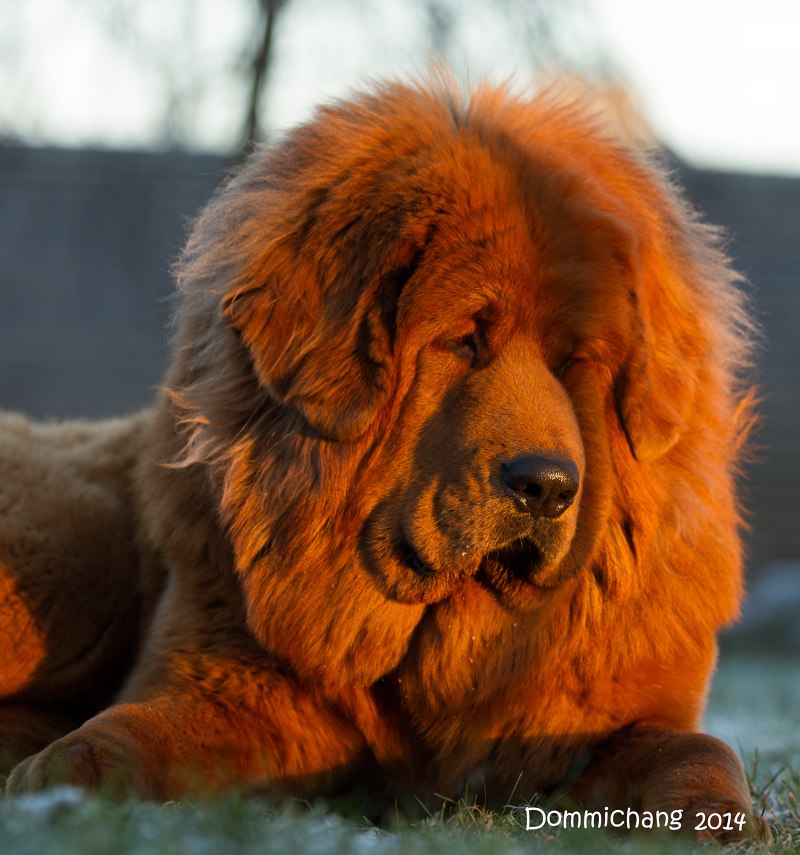 Сен Бернард собака